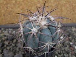 Echinocactus horizonthalonius 93 km El Hundido pot 5,5 cm