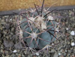 Echinocactus horizonthalonius 93 km El Hundido pot 5,5 cm - 12403427