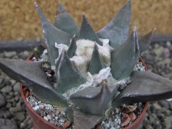 Ariocarpus confususPP 420 Aramberi NL 6,5 cm Cites IA