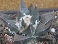Ariocarpus confususPP 420 Aramberi NL 6,5 cm Cites IA - 12403429