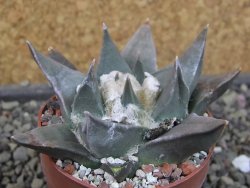 Ariocarpus confususPP 420 Aramberi NL 6,5 cm Cites IA - 12403430