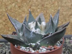 Ariocarpus confususPP 420 Aramberi NL 6,5 cm Cites IA - 12403431