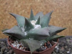 Ariocarpus confususPP 420 Aramberi NL 6,5 cm Cites IA - 12403440