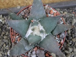 Ariocarpus confususPP 420 Aramberi NL 6,5 cm Cites IA - 12403441