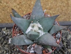 Ariocarpus confususPP 420 Aramberi NL 6,5 cm Cites IA - 12403442
