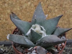 Ariocarpus confususPP 420 Aramberi NL 6,5 cm Cites IA