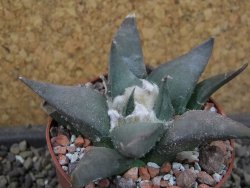 Ariocarpus confususPP 420 Aramberi NL 6,5 cm Cites IA - 12403444