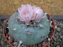 Lophophora williamsii pot 6,5 cm - 12403445