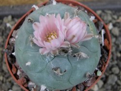 Lophophora williamsii pot 6,5 cm - 12403446