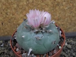 Lophophora williamsii pot 6,5 cm