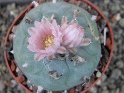 Lophophora williamsii pot 6,5 cm - 12403448