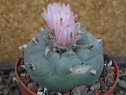 Lophophora williamsii pot 6,5 cm - 12403449