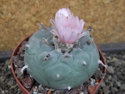Lophophora williamsii pot 6,5 cm - 12403450