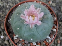 Lophophora williamsii pot 6,5 cm - 12403453