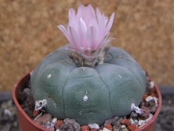 Lophophora williamsii pot 6,5 cm - 12403454