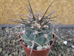 Gymnocalycium armatum LH1431 Pajcho centro, Tarija, pot 5,5 cm