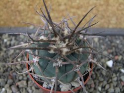 Gymnocalycium armatum LH1431 Pajcho centro, Tarija, pot 5,5 cm - 12403460