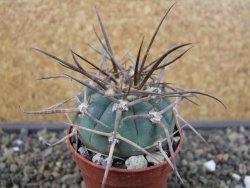 Gymnocalycium armatum LH1431 Pajcho centro, Tarija, pot 5,5 cm - 12403461