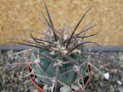 Gymnocalycium armatum LH1431 Pajcho centro, Tarija, pot 5,5 cm - 12403462