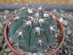 Gymnocalycium vatteri unguispinum, pot 5,5 cm - 12403463