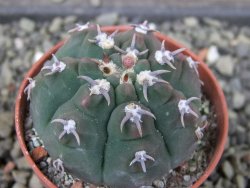Gymnocalycium vatteri unguispinum, pot 5,5 cm - 12403464