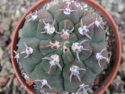 Gymnocalycium vatteri unguispinum, pot 5,5 cm