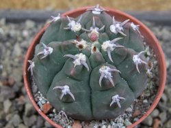 Gymnocalycium vatteri unguispinum, pot 5,5 cm - 12403466