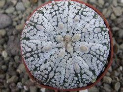 Astrophytum Super Kabuto hybrid pot 5,5 cm