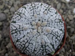Astrophytum Super Kabuto hybrid pot 5,5 cm - 12403468