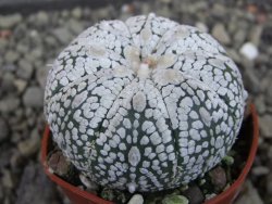 Astrophytum Super Kabuto hybrid pot 5,5 cm - 12403470
