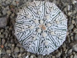 Astrophytum Super Kabuto hybrid pot 5,5 cm