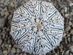 Astrophytum Super Kabuto hybrid pot 5,5 cm - 12403472