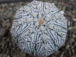 Astrophytum Super Kabuto hybrid pot 5,5 cm - 12403473