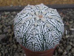 Astrophytum Super Kabuto hybrid pot 5,5 cm - 12403474