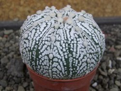 Astrophytum Super Kabuto hybrid pot 5,5 cm - 12403475