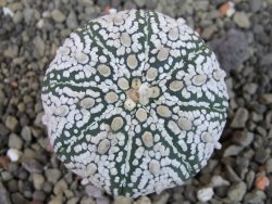 Astrophytum Super Kabuto pot 5,5 cm - 12403476
