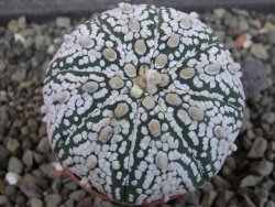 Astrophytum Super Kabuto pot 5,5 cm - 12403477
