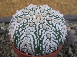 Astrophytum Super Kabuto pot 5,5 cm
