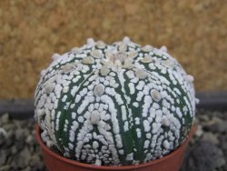 Astrophytum Super Kabuto pot 5,5 cm - 12403479
