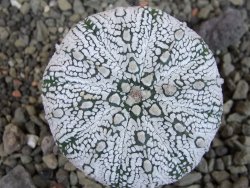Astrophytum Super Kabuto pot 5,5 cm