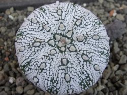 Astrophytum Super Kabuto pot 5,5 cm - 12403481
