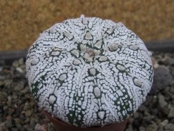 Astrophytum Super Kabuto pot 5,5 cm - 12403482
