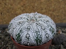 Astrophytum Super Kabuto pot 5,5 cm - 12403483