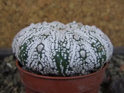 Astrophytum Super Kabuto pot 5,5 cm - 12403484
