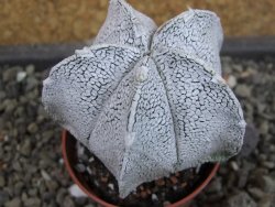 Astrophytum coahuilense snow (Super Coahuilense), pot 5,5 cm - 12403485