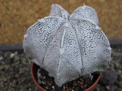 Astrophytum coahuilense snow (Super Coahuilense), pot 5,5 cm - 12403486
