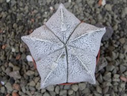 Astrophytum coahuilense snow (Super Coahuilense), pot 5,5 cm - 12403487