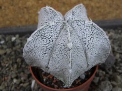 Astrophytum coahuilense snow (Super Coahuilense), pot 5,5 cm