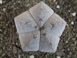 Astrophytum Onzuko  8 cm