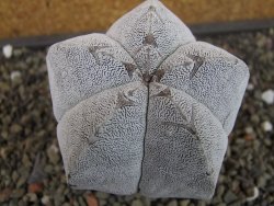 Astrophytum Onzuko  8 cm - 12403490